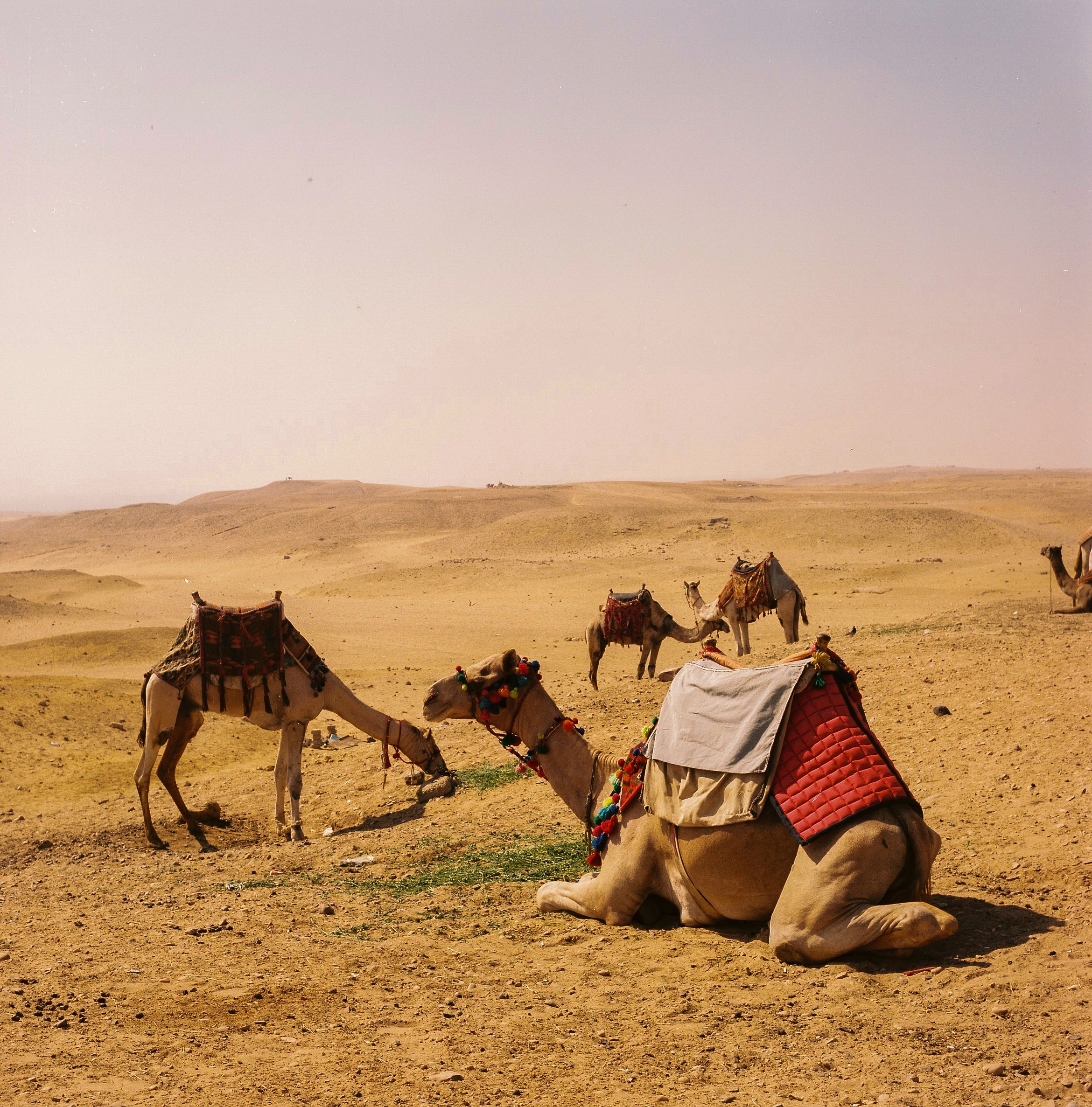 Shelton Haynes and Akeem Jamal are Bringing Pickleball to Roosevelt Island in 2023